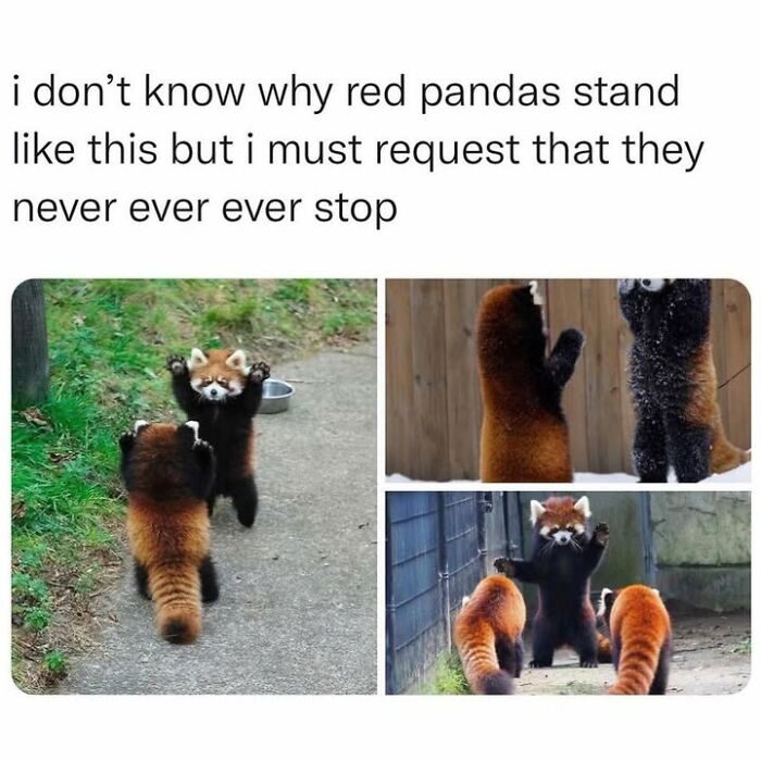 30 Hilarious Animal Memes That Prove Pets Are Natural Comedians, As Shared By This Page
