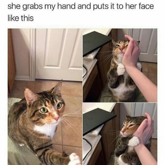 30 Hilarious Animal Memes That Prove Pets Are Natural Comedians, As Shared By This Page