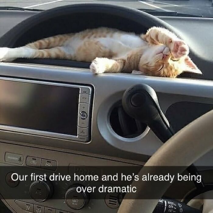 30 Hilarious Animal Memes That Prove Pets Are Natural Comedians, As Shared By This Page