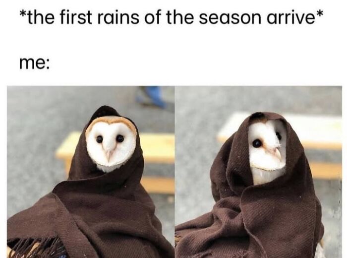 30 Hilarious Animal Memes That Prove Pets Are Natural Comedians, As Shared By This Page