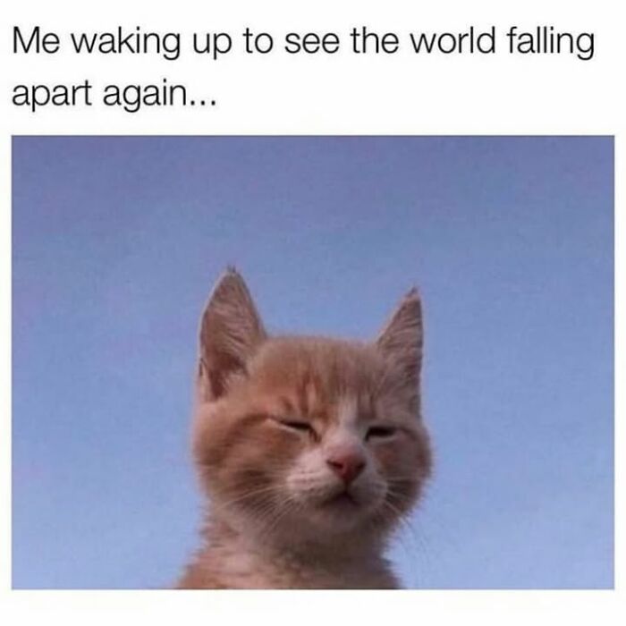 30 Hilarious Animal Memes That Prove Pets Are Natural Comedians, As Shared By This Page