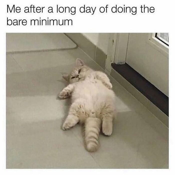 30 Hilarious Animal Memes That Prove Pets Are Natural Comedians, As Shared By This Page