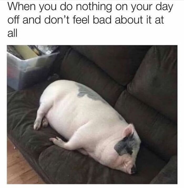 30 Hilarious Animal Memes That Prove Pets Are Natural Comedians, As Shared By This Page