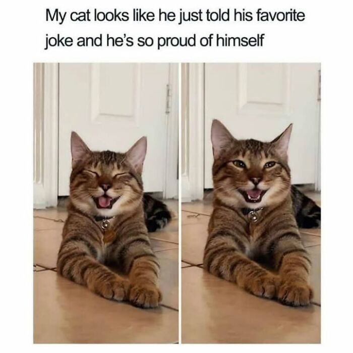 30 Hilarious Animal Memes That Prove Pets Are Natural Comedians, As Shared By This Page