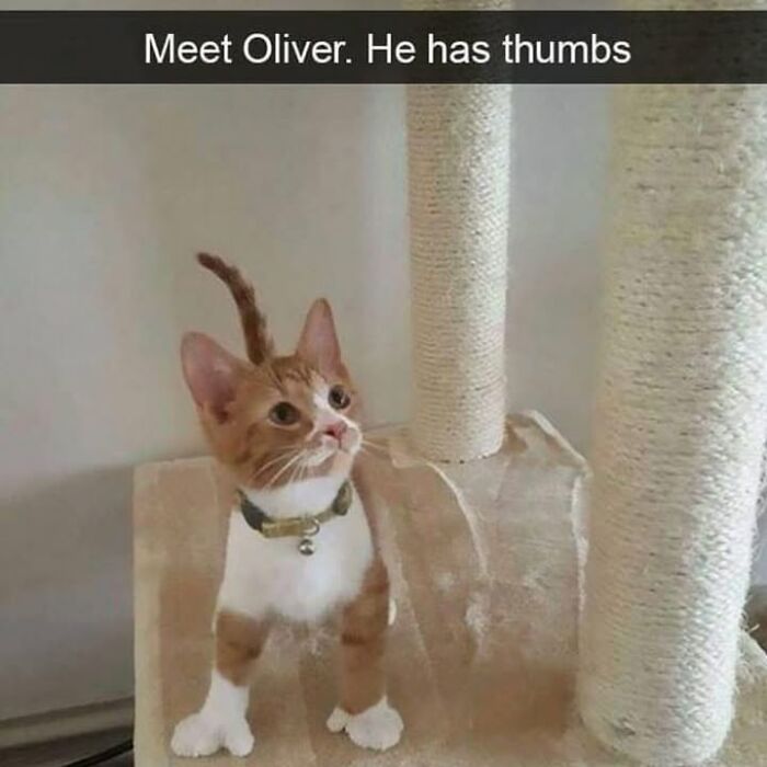 30 Hilarious Animal Memes That Prove Pets Are Natural Comedians, As Shared By This Page