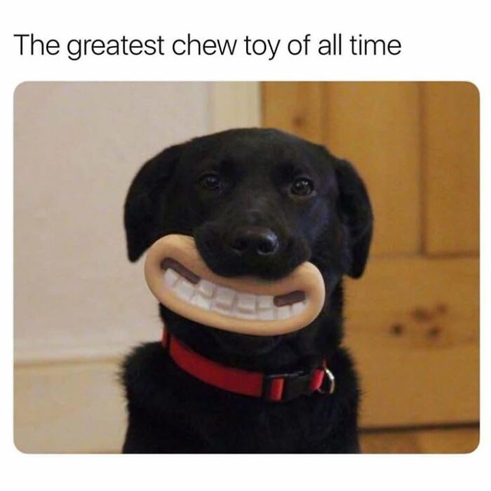 30 Hilarious Animal Memes That Prove Pets Are Natural Comedians, As Shared By This Page