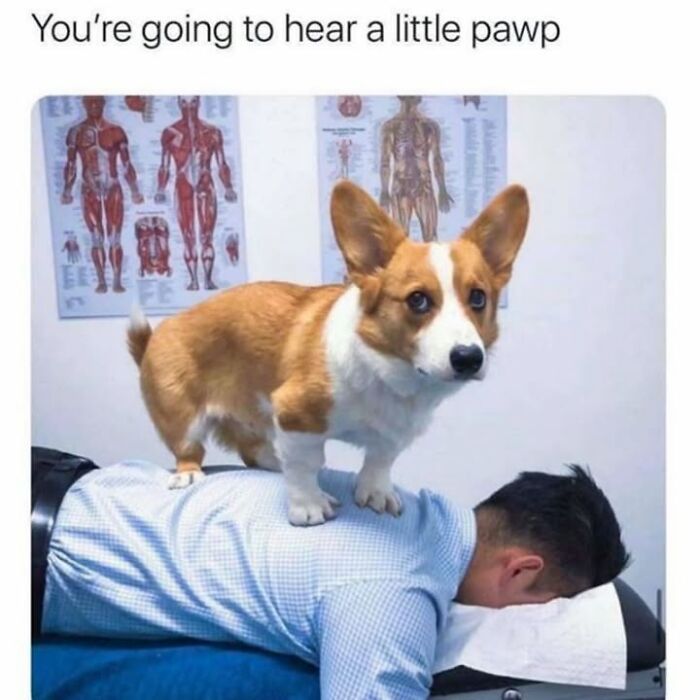 30 Hilarious Animal Memes That Prove Pets Are Natural Comedians, As Shared By This Page