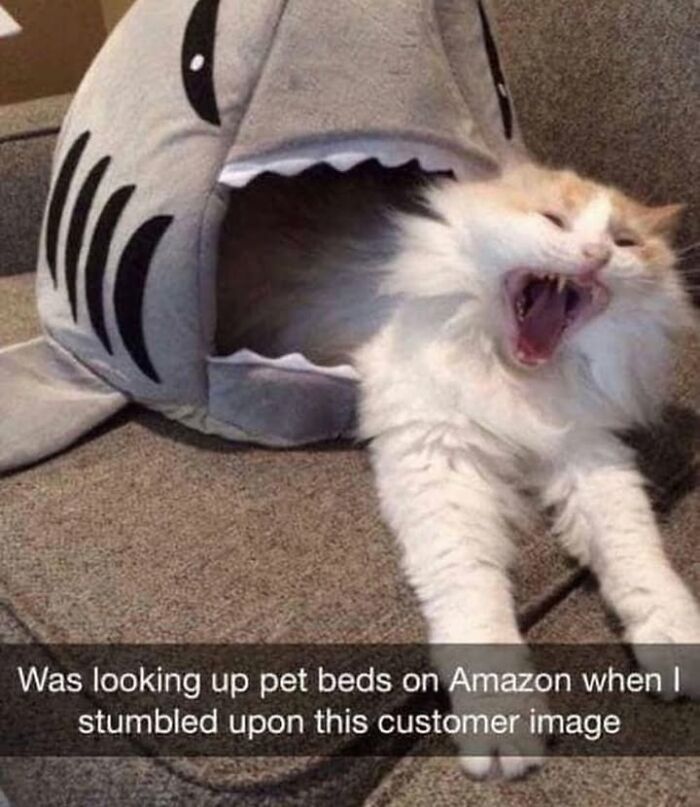 30 Hilarious Animal Memes That Prove Pets Are Natural Comedians, As Shared By This Page