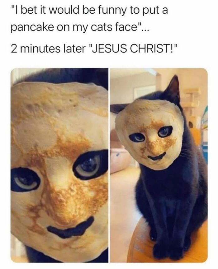 30 Hilarious Animal Memes That Prove Pets Are Natural Comedians, As Shared By This Page