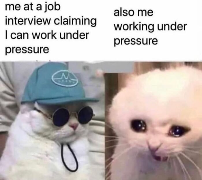 30 Hilarious Animal Memes That Prove Pets Are Natural Comedians, As Shared By This Page