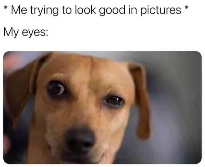 30 Hilarious Animal Memes That Prove Pets Are Natural Comedians, As Shared By This Page