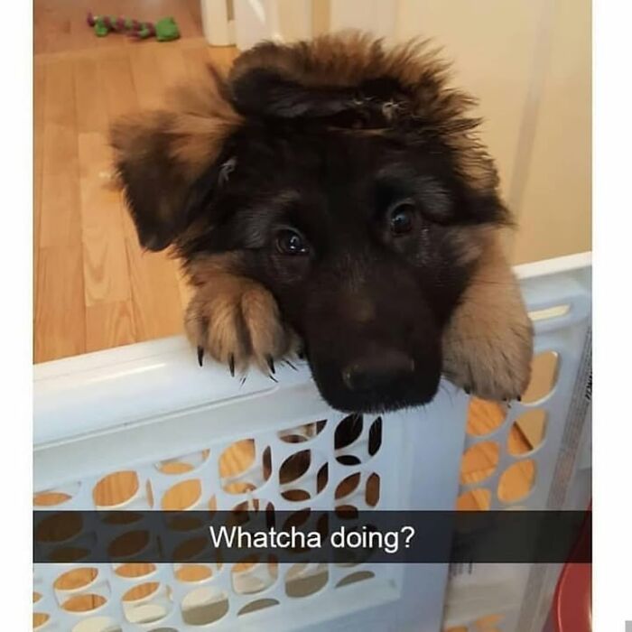 30 Hilarious Animal Memes That Prove Pets Are Natural Comedians, As Shared By This Page