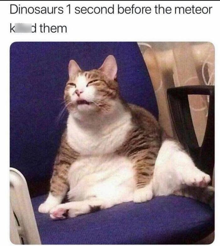 30 Hilarious Animal Memes That Prove Pets Are Natural Comedians, As Shared By This Page