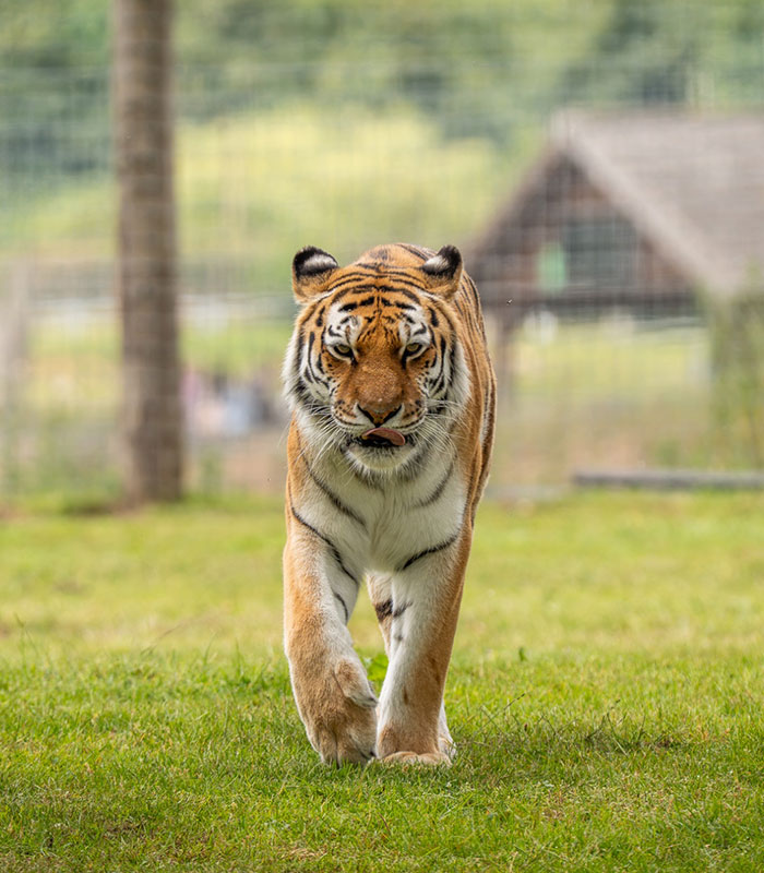 First Picture Of Man Fatally Mauled By Tiger Revealed As Chilling Details Of His Final Moments Emerge