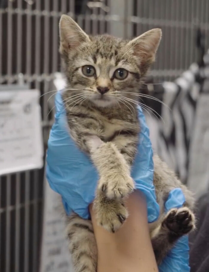 This Tiny Kitten’s Life Is Saved By A Dog’s Blood After Vets Run Out Of Options This Tiny Kitten’s Life Is Saved By A Dog’s Blood After Vets Run Out Of Options