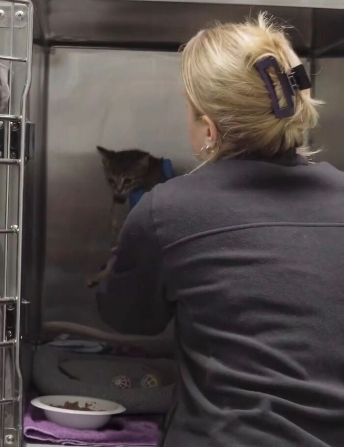 This Tiny Kitten’s Life Is Saved By A Dog’s Blood After Vets Run Out Of Options This Tiny Kitten’s Life Is Saved By A Dog’s Blood After Vets Run Out Of Options