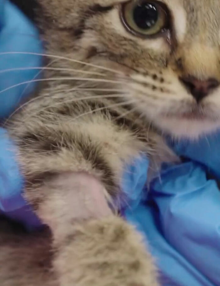 This Tiny Kitten’s Life Is Saved By A Dog’s Blood After Vets Run Out Of Options This Tiny Kitten’s Life Is Saved By A Dog’s Blood After Vets Run Out Of Options
