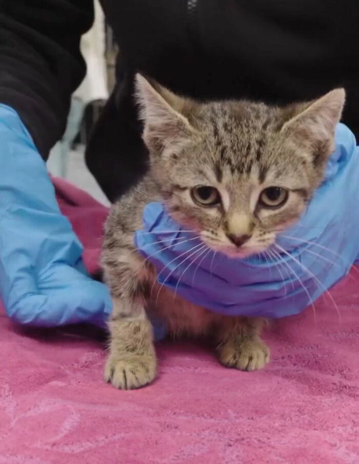 This Tiny Kitten’s Life Is Saved By A Dog’s Blood After Vets Run Out Of Options This Tiny Kitten’s Life Is Saved By A Dog’s Blood After Vets Run Out Of Options