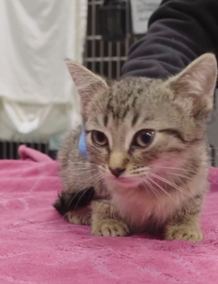 This Tiny Kitten’s Life Is Saved By A Dog’s Blood After Vets Run Out Of Options This Tiny Kitten’s Life Is Saved By A Dog’s Blood After Vets Run Out Of Options