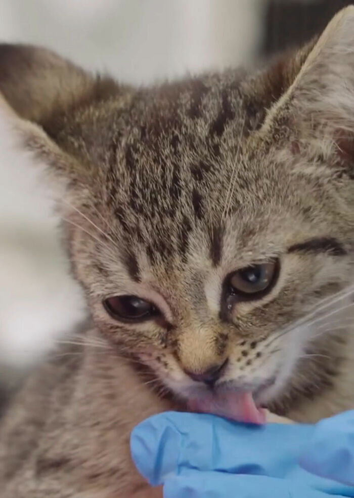 This Tiny Kitten’s Life Is Saved By A Dog’s Blood After Vets Run Out Of Options This Tiny Kitten’s Life Is Saved By A Dog’s Blood After Vets Run Out Of Options