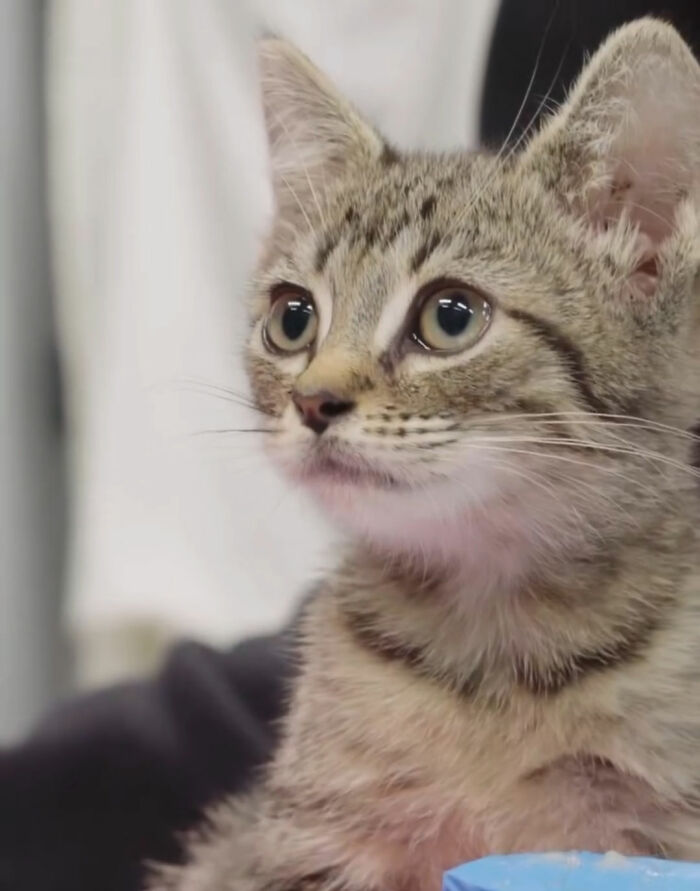 This Tiny Kitten’s Life Is Saved By A Dog’s Blood After Vets Run Out Of Options This Tiny Kitten’s Life Is Saved By A Dog’s Blood After Vets Run Out Of Options
