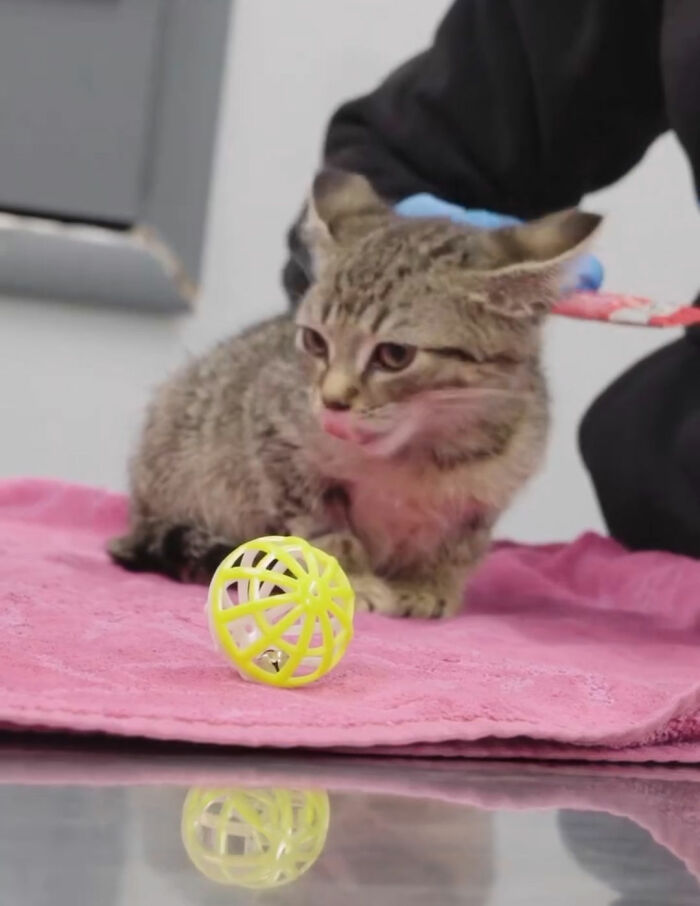 This Tiny Kitten’s Life Is Saved By A Dog’s Blood After Vets Run Out Of Options This Tiny Kitten’s Life Is Saved By A Dog’s Blood After Vets Run Out Of Options