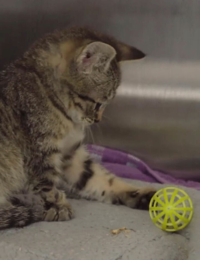 This Tiny Kitten’s Life Is Saved By A Dog’s Blood After Vets Run Out Of Options This Tiny Kitten’s Life Is Saved By A Dog’s Blood After Vets Run Out Of Options