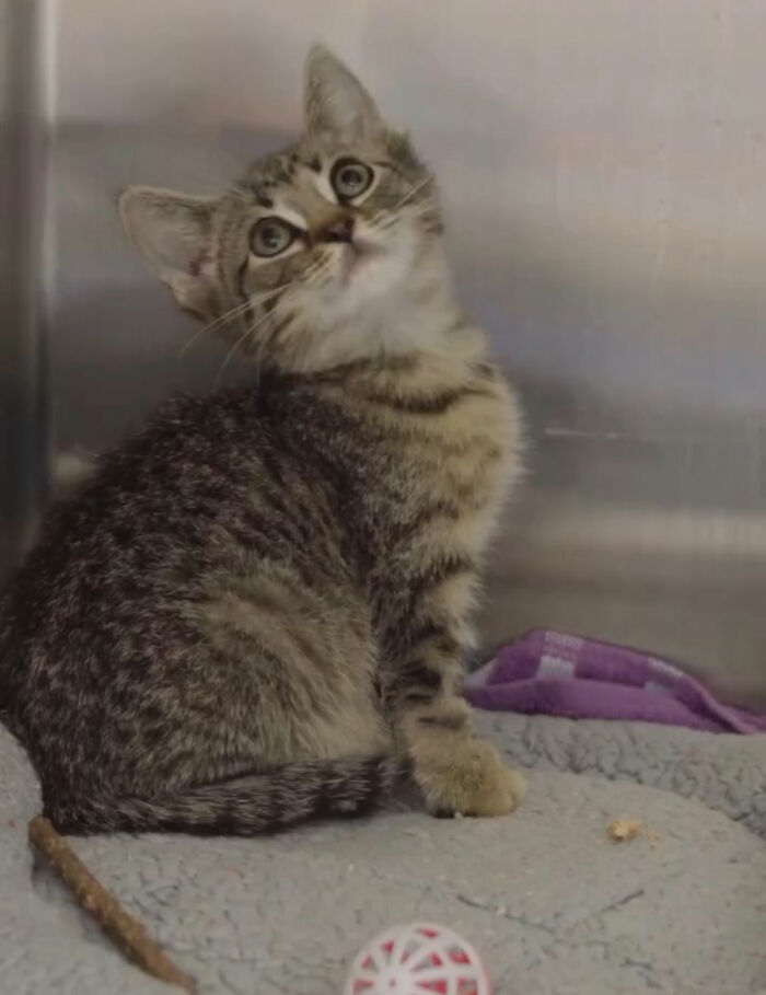 This Tiny Kitten’s Life Is Saved By A Dog’s Blood After Vets Run Out Of Options This Tiny Kitten’s Life Is Saved By A Dog’s Blood After Vets Run Out Of Options