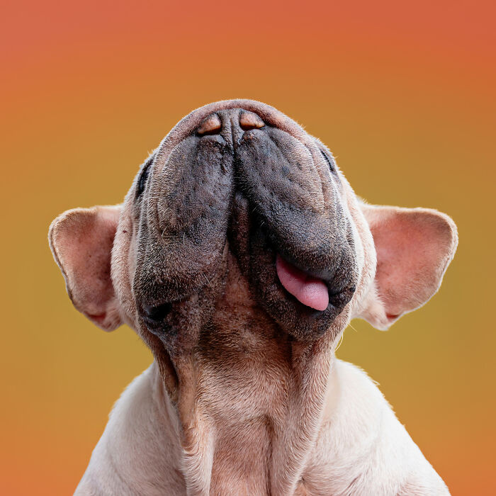 Dog Photographer Shared 19 Funny Outtakes Of Mork, A Rescue Dog With An Unforgettable Face Dog Photographer Shared 19 Funny Outtakes Of Mork, A Rescue Dog With An Unforgettable Face