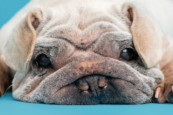 Dog Photographer Shared 19 Funny Outtakes Of Mork, A Rescue Dog With An Unforgettable Face Dog Photographer Shared 19 Funny Outtakes Of Mork, A Rescue Dog With An Unforgettable Face
