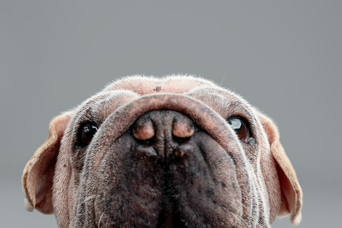 Dog Photographer Shared 19 Funny Outtakes Of Mork, A Rescue Dog With An Unforgettable Face Dog Photographer Shared 19 Funny Outtakes Of Mork, A Rescue Dog With An Unforgettable Face