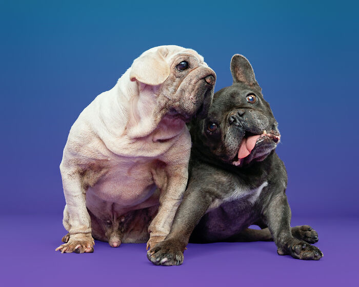 Dog Photographer Shared 19 Funny Outtakes Of Mork, A Rescue Dog With An Unforgettable Face Dog Photographer Shared 19 Funny Outtakes Of Mork, A Rescue Dog With An Unforgettable Face