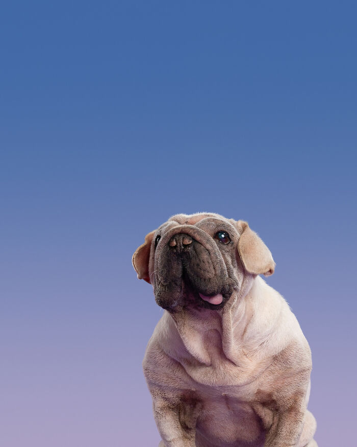 Dog Photographer Shared 19 Funny Outtakes Of Mork, A Rescue Dog With An Unforgettable Face Dog Photographer Shared 19 Funny Outtakes Of Mork, A Rescue Dog With An Unforgettable Face
