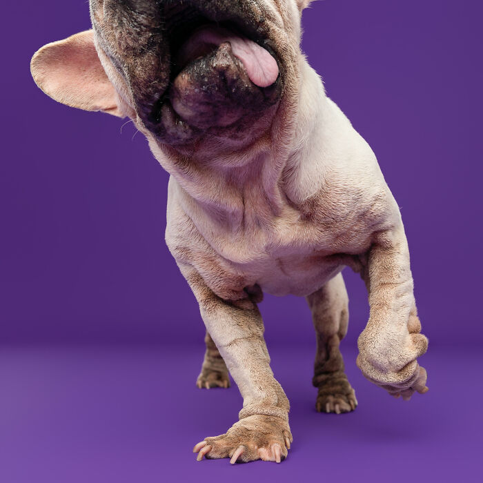 Dog Photographer Shared 19 Funny Outtakes Of Mork, A Rescue Dog With An Unforgettable Face Dog Photographer Shared 19 Funny Outtakes Of Mork, A Rescue Dog With An Unforgettable Face