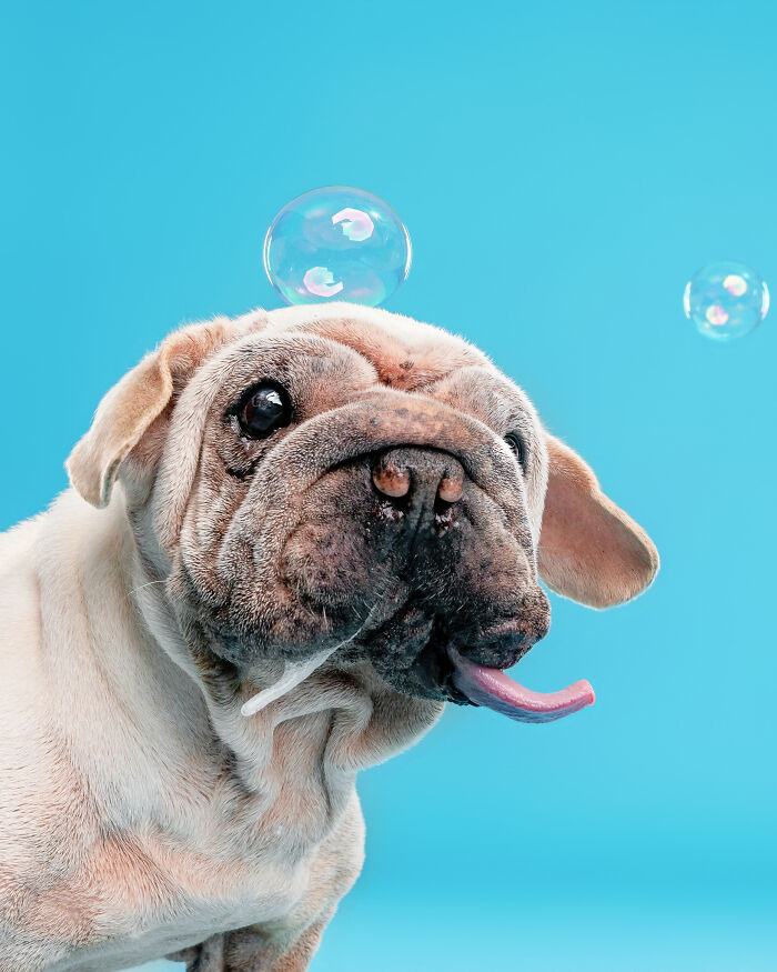 Dog Photographer Shared 19 Funny Outtakes Of Mork, A Rescue Dog With An Unforgettable Face Dog Photographer Shared 19 Funny Outtakes Of Mork, A Rescue Dog With An Unforgettable Face