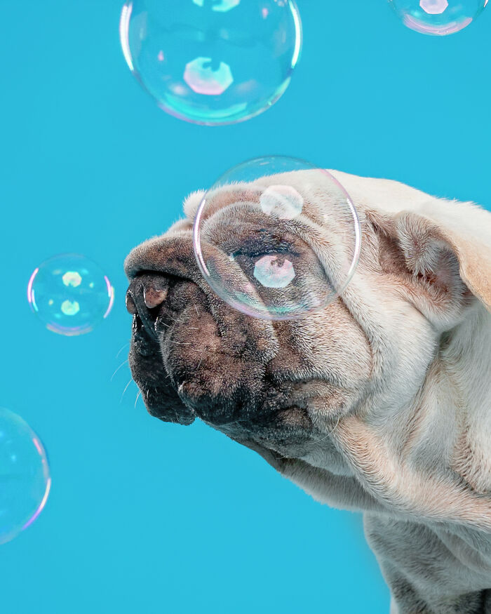 Dog Photographer Shared 19 Funny Outtakes Of Mork, A Rescue Dog With An Unforgettable Face Dog Photographer Shared 19 Funny Outtakes Of Mork, A Rescue Dog With An Unforgettable Face