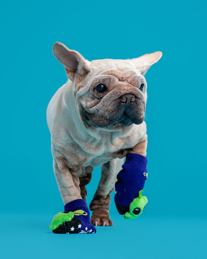 Dog Photographer Shared 19 Funny Outtakes Of Mork, A Rescue Dog With An Unforgettable Face Dog Photographer Shared 19 Funny Outtakes Of Mork, A Rescue Dog With An Unforgettable Face