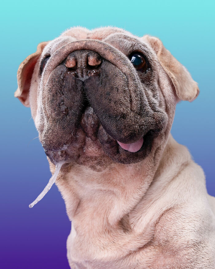 Dog Photographer Shared 19 Funny Outtakes Of Mork, A Rescue Dog With An Unforgettable Face Dog Photographer Shared 19 Funny Outtakes Of Mork, A Rescue Dog With An Unforgettable Face