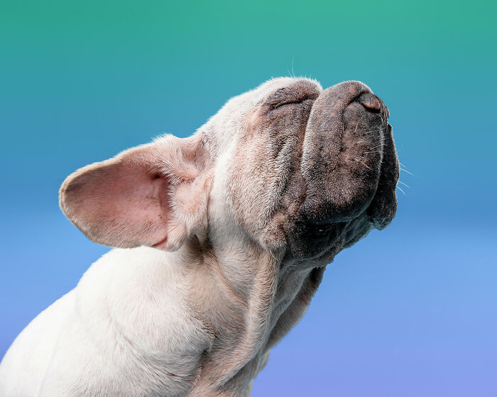 Dog Photographer Shared 19 Funny Outtakes Of Mork, A Rescue Dog With An Unforgettable Face Dog Photographer Shared 19 Funny Outtakes Of Mork, A Rescue Dog With An Unforgettable Face