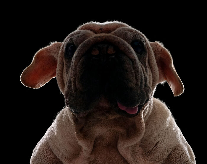 Dog Photographer Shared 19 Funny Outtakes Of Mork, A Rescue Dog With An Unforgettable Face Dog Photographer Shared 19 Funny Outtakes Of Mork, A Rescue Dog With An Unforgettable Face