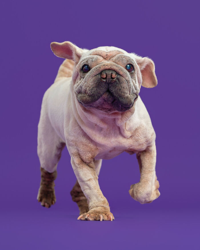 Dog Photographer Shared 19 Funny Outtakes Of Mork, A Rescue Dog With An Unforgettable Face Dog Photographer Shared 19 Funny Outtakes Of Mork, A Rescue Dog With An Unforgettable Face