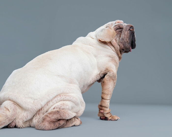 Dog Photographer Shared 19 Funny Outtakes Of Mork, A Rescue Dog With An Unforgettable Face Dog Photographer Shared 19 Funny Outtakes Of Mork, A Rescue Dog With An Unforgettable Face