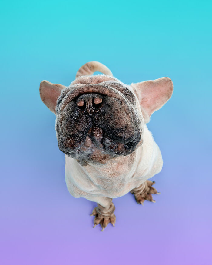 Dog Photographer Shared 19 Funny Outtakes Of Mork, A Rescue Dog With An Unforgettable Face Dog Photographer Shared 19 Funny Outtakes Of Mork, A Rescue Dog With An Unforgettable Face