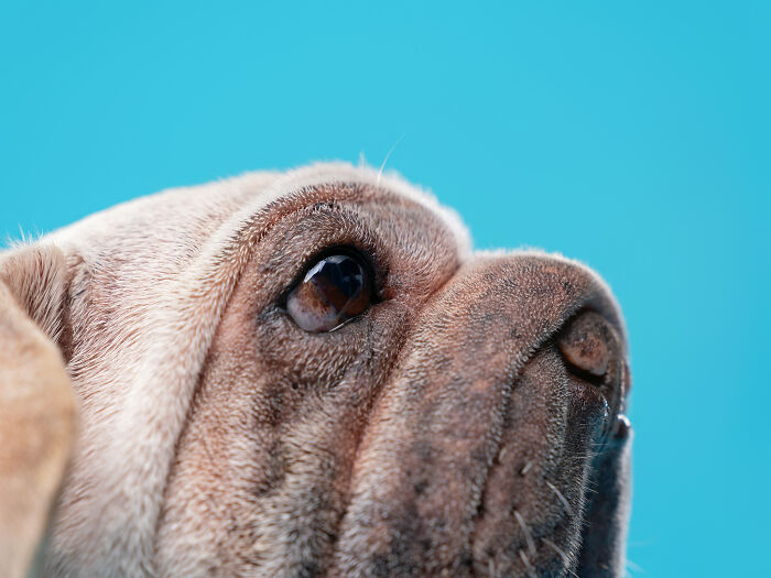 Dog Photographer Shared 19 Funny Outtakes Of Mork, A Rescue Dog With An Unforgettable Face Dog Photographer Shared 19 Funny Outtakes Of Mork, A Rescue Dog With An Unforgettable Face