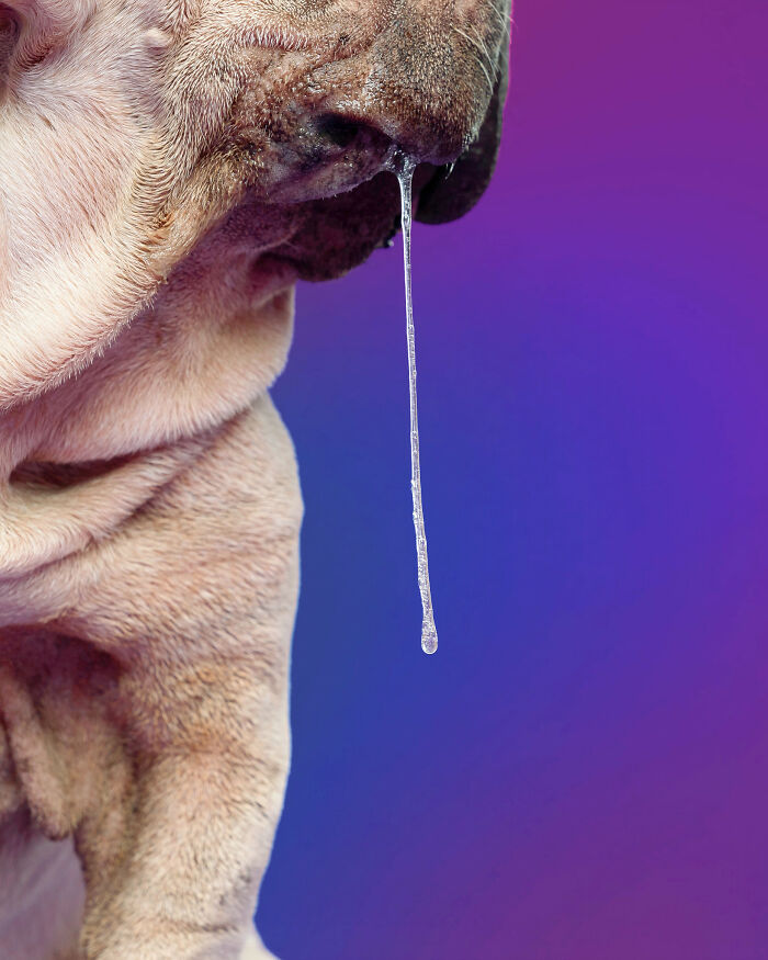 Dog Photographer Shared 19 Funny Outtakes Of Mork, A Rescue Dog With An Unforgettable Face Dog Photographer Shared 19 Funny Outtakes Of Mork, A Rescue Dog With An Unforgettable Face