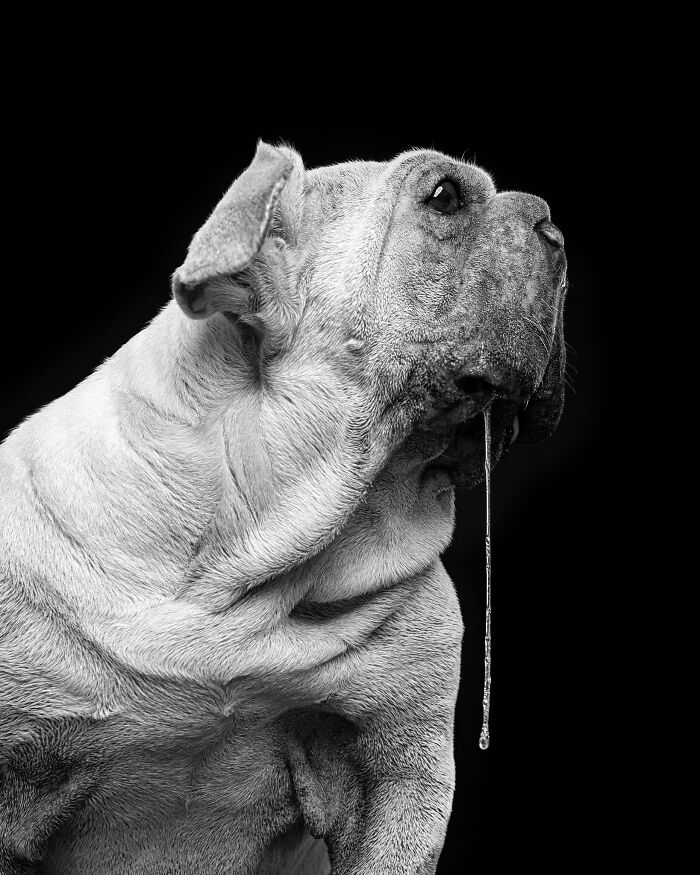 Dog Photographer Shared 19 Funny Outtakes Of Mork, A Rescue Dog With An Unforgettable Face Dog Photographer Shared 19 Funny Outtakes Of Mork, A Rescue Dog With An Unforgettable Face