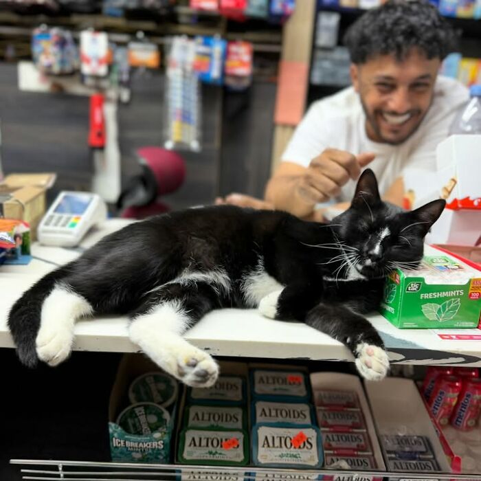NYC’s Beloved Bodega Cats Are Back, And This Time, They’re Getting Their Own Book (41 New Pics) NYC’s Beloved Bodega Cats Are Back, And This Time, They’re Getting Their Own Book (41 New Pics)