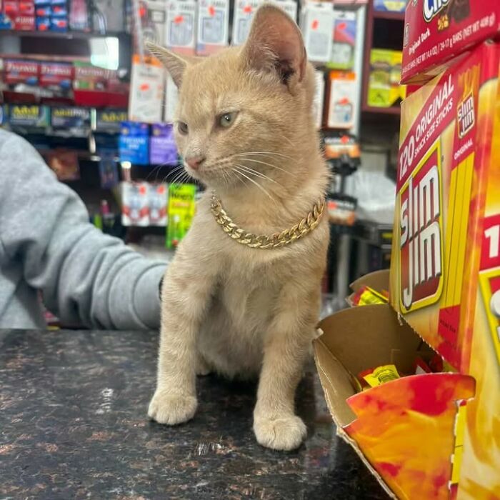 NYC’s Beloved Bodega Cats Are Back, And This Time, They’re Getting Their Own Book (41 New Pics) NYC’s Beloved Bodega Cats Are Back, And This Time, They’re Getting Their Own Book (41 New Pics)