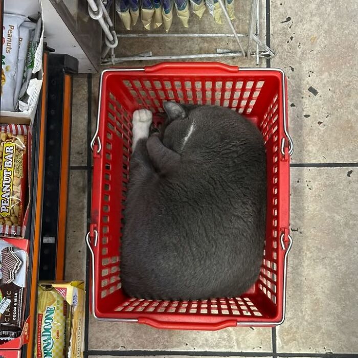 NYC’s Beloved Bodega Cats Are Back, And This Time, They’re Getting Their Own Book (41 New Pics) NYC’s Beloved Bodega Cats Are Back, And This Time, They’re Getting Their Own Book (41 New Pics)