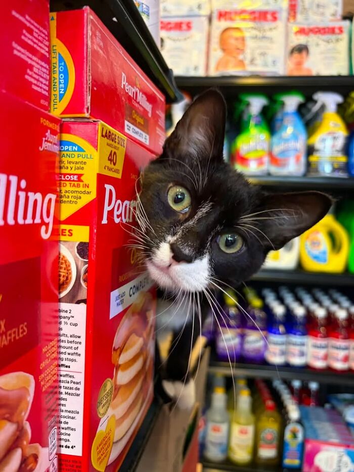 NYC’s Beloved Bodega Cats Are Back, And This Time, They’re Getting Their Own Book (41 New Pics) NYC’s Beloved Bodega Cats Are Back, And This Time, They’re Getting Their Own Book (41 New Pics)